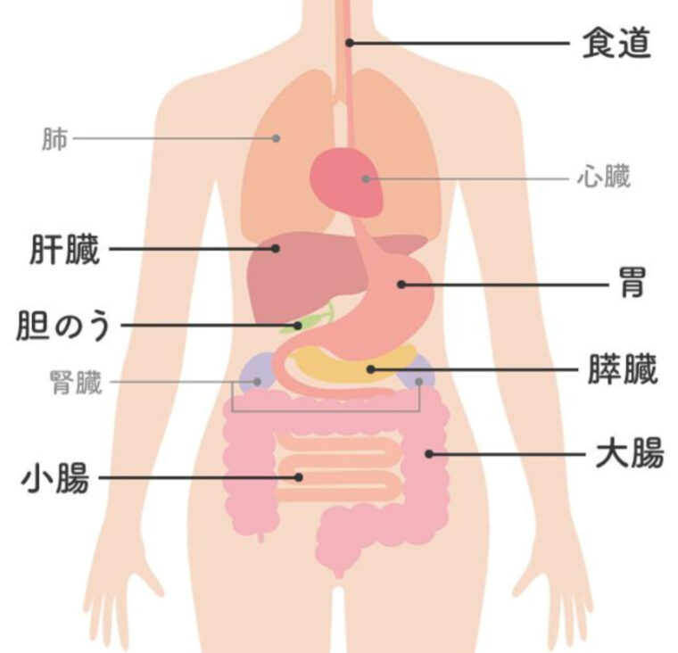 『内臓疾患のサイン見逃していませんか！？』